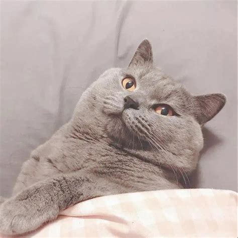 猫猫狗狗非主流头像
