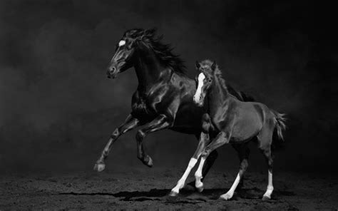 Photoshop创意合成唯美意境效果的水墨画黑马，奔跑的烟雾黑马图 - PSD素材网