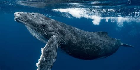 世界上最大吃货是什么 蓝鲸（体型庞大饭量惊人）_探秘志