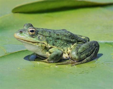 青蛙的外形 - 业百科