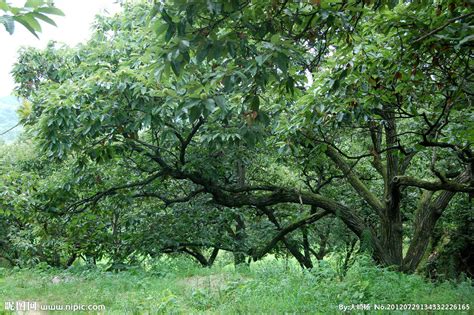 板栗树的栽培方法和修剪技术-园林杂谈-长景园林网