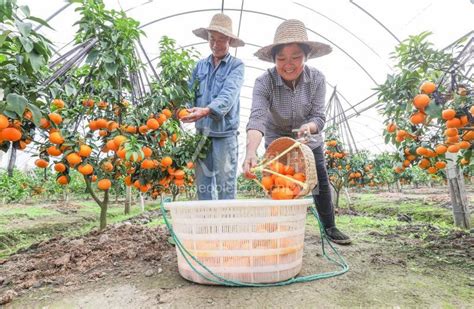 浙江金华：柑橘丰收-人民图片网