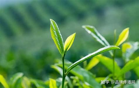 福建2019年茶产业五项指标均居全国第一
