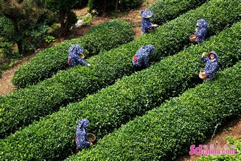 日照岚山：茶树满山坡，生态经济效益“双丰收”_图说_中国山东网