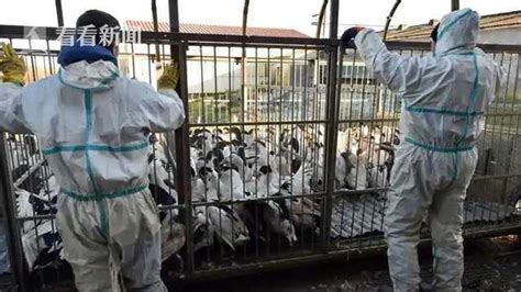 4800万只禽类被扑杀 欧洲暴发史上最大规模禽流感_哺乳动物_病例_疫情