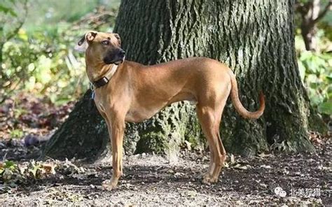 十大嗅觉猎犬排名 比利时的马林诺斯犬嗅觉非常灵敏-小狼观天下
