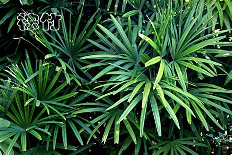 热带树种类,热带树种图片及名称,热带树木名称大全_大山谷图库