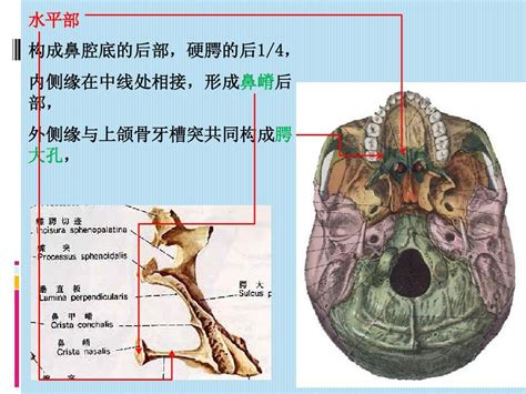 05第五节 腭骨_word文档在线阅读与下载_免费文档