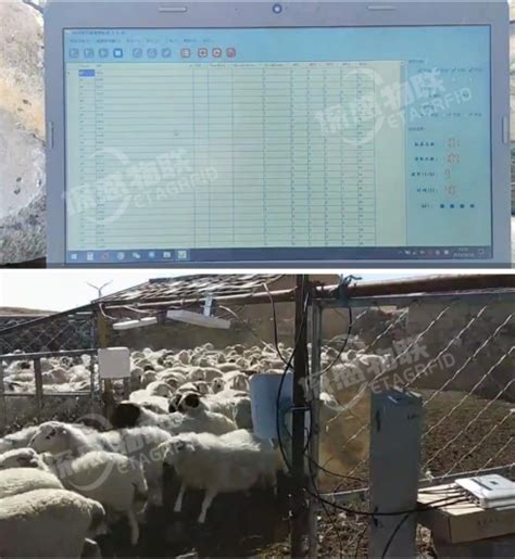 宁夏农科院通过RFID技术赋能实现羊群出入栏自动计数