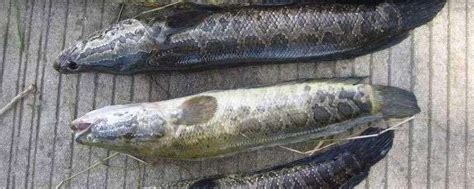 黑鱼的营养价值_黑鱼的有哪些营养价值及功效-聚餐网