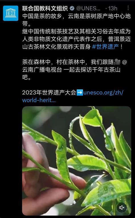 联合国教科文组织为云南打call：云南是茶树原产地中心地带