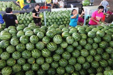 今日承德市西瓜市场销售价格 西瓜格报价 山东临沂 乐群水果基地-食品商务网