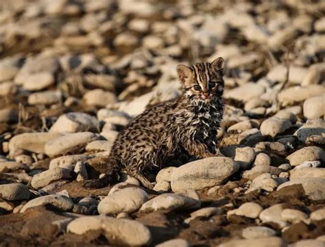 动物学：了解在新疆生活的亚洲野猫_千人智库