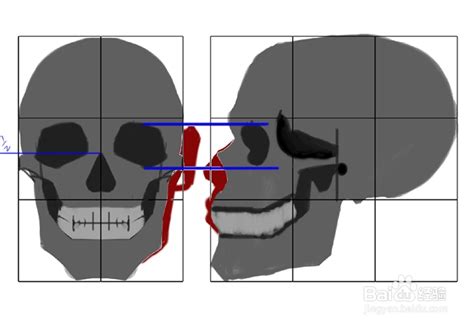 人类头骨结构图图片免费下载_红动中国