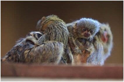 哥伦比亚热带森林中的棉顶狨猴头发自然鬃毛高清图片下载-正版图片307609380-摄图网