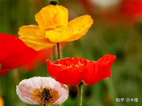 冰岛虞美人-春天最早开花的品种 低温早春开放的花海花田花卉植物-花卉百科-绿宝园林网