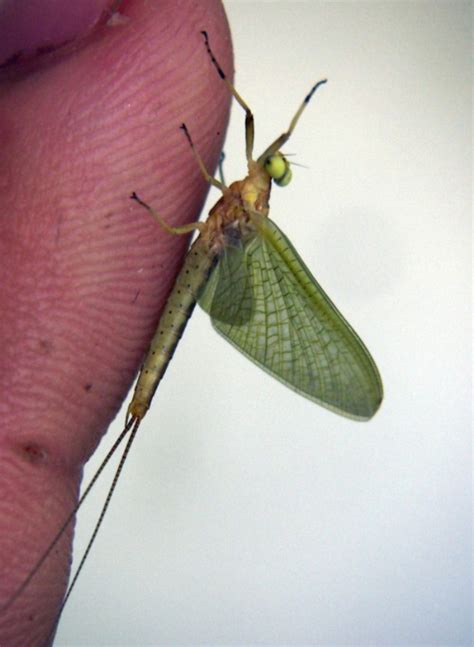 世界上寿命最短昆虫是什么(蜉蝣的介绍)-生物科普-科普兄弟