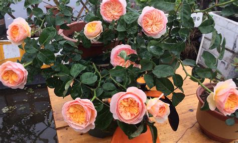 粉红玫瑰 花 白色背景 花瓣 浪漫 花束图片免费下载 - 觅知网