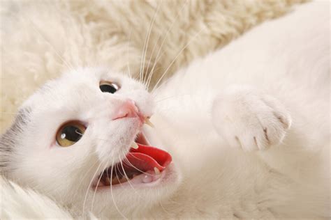 猫咬人是什么意思（导致猫咬人的5个原因） - 胖萌舍宠物网