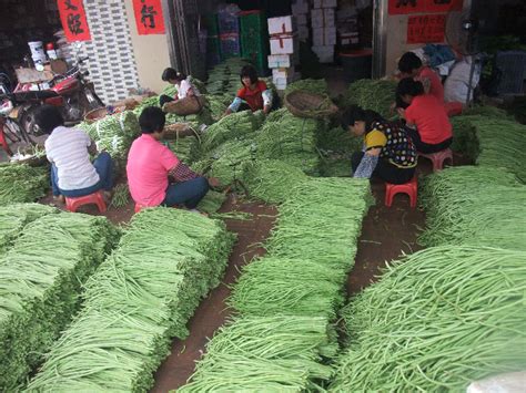 滁州日报：蔬菜丰产促增收_琅琊区人民政府