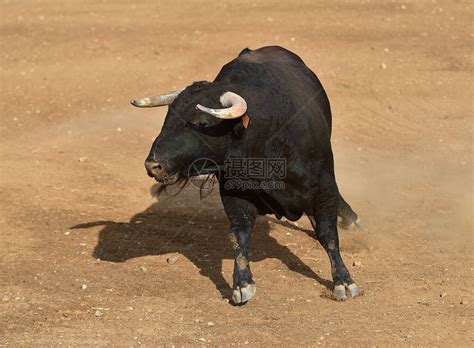西班牙的黑牛在斗牛场用大角奔跑高清图片下载-正版图片505761067-摄图网