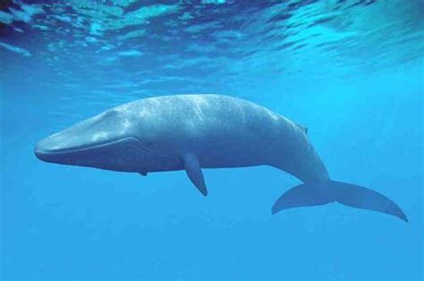 地球上声音最大的动物蓝鲸，现在世界上还有多少？_数量_海洋_磷虾
