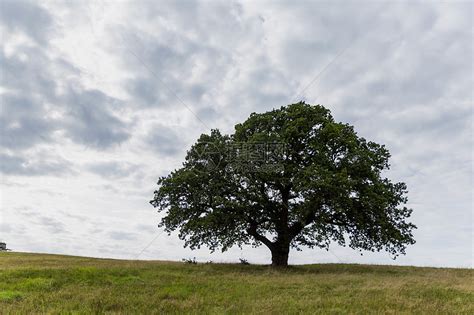 一棵树系列-草地上的一棵树图片-高清图片-图片素材-寻图免费打包下载