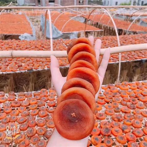 如何用柿子种子栽种盆景，要注意什么？