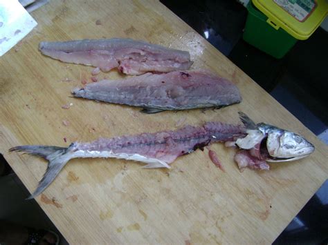 青岛鲅鱼是不是马鲛鱼,鲐鲅鱼与马鲛鱼,马鲅鱼和马鲛鱼_大山谷图库