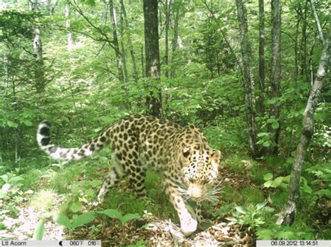 东北虎豹国家公园监测到幼虎10只幼豹7只_凤凰网视频_凤凰网