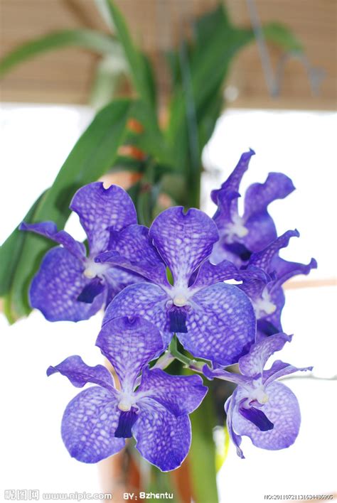 兰花图片-紫色的兰花素材-高清图片-摄影照片-寻图免费打包下载