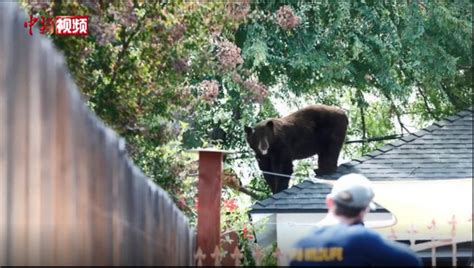 美国加州一黑熊在居民区屋顶散步，样子很悠闲…… | 北晚新视觉