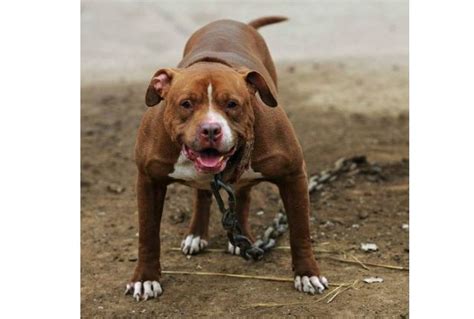 世界上最凶悍的十大犬种 世界最凶的狗十大排名-百科-优推目录