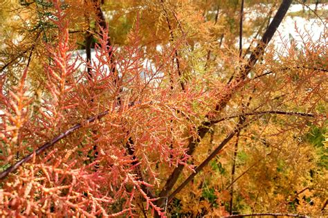 春时拍到的柳树年轻叶子美丽的绿色高清图片下载-正版图片507272111-摄图网