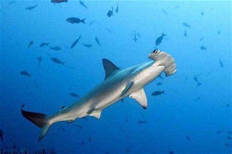 超级一百头鲨鱼,夺命一千头鲨,夺命一百头鲨_大山谷图库