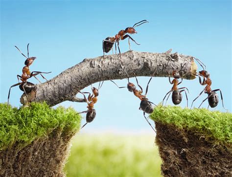 蚂蚁 团队合作 大图,团队合作标识,团队合作蚂蚁_大山谷图库