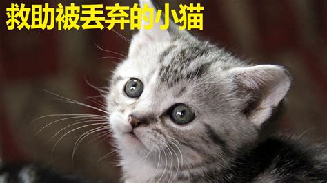 猫咪影视电视盒子app下载-猫咪影视TV免费版v1.1最新版-新绿资源网