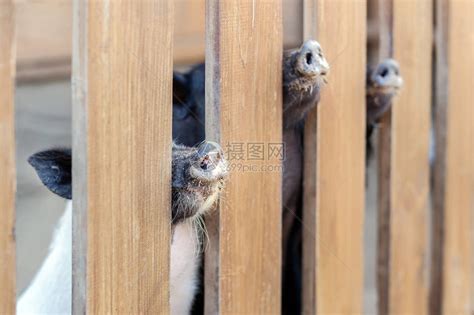 在农场里偷窥木栅栏的猪鼻子猪小鼠们都喷鼻孔直高清图片下载-正版图片505702535-摄图网