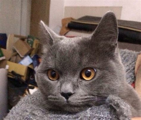 好奇的灰色小猫小猫在家里小宠物高清图片下载-正版图片503676345-摄图网
