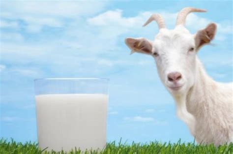 羊奶和一般的牛奶有什么区别？ - 养羊啦