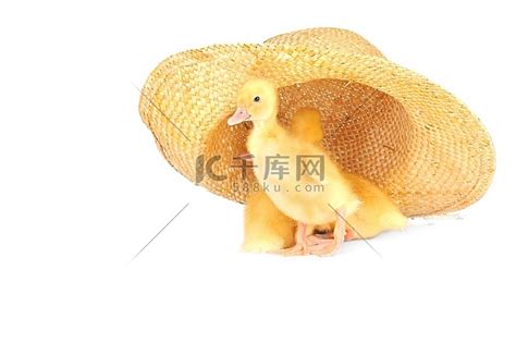 刚孵化的毛茸茸小鸭子高清图片下载-正版图片600443459-摄图网