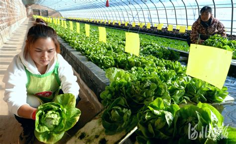 河北成安：发展特色种植 促进农户增收-河北三下乡网-长城网站群系统