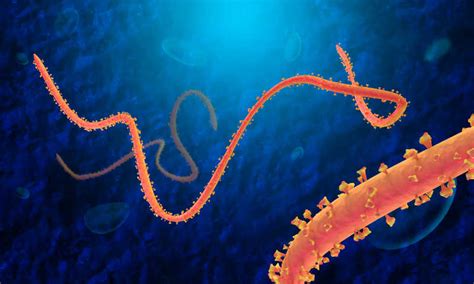 【埃博拉病毒2学习版】埃博拉病毒2游戏下载 绿色中文版-开心电玩