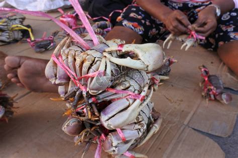 土著斐济渔民在斐济当地市场卖螃蟹高清图片下载-正版图片507364498-摄图网