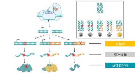几种常见CRISPR/Cas9基因编辑实验方案——简便VS高效-技术中心-稳定细胞系构建_大肠杆菌基因编辑_慢病毒载体_英茂盛业生物科技有限公司