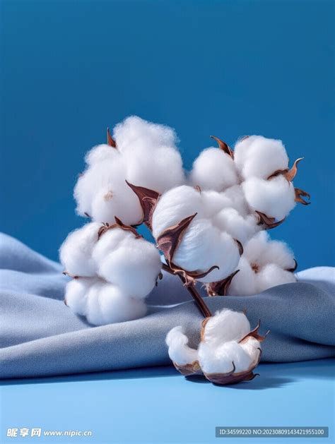棉花是什么时候传入中国的 - 农敢网