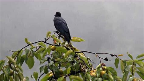 柿子树上淋雨的乌鸦，乌鸦叫声_腾讯视频