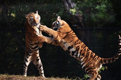 宁波雅戈尔动物园，老虎咬死人视频！谁之过？