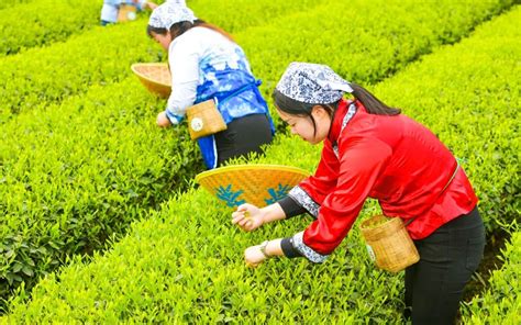 2000块钱一斤的茶叶有哪些（太平猴魁/黄山毛峰等- 茶文化网