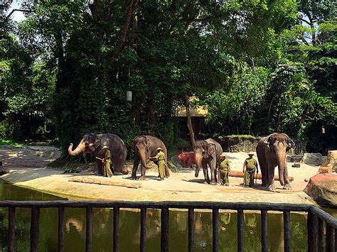 2021而且新加坡动物园也是世界十大动物园之一，采用全开放式的模式，园区内以天然屏障代替栅栏。_新加坡动物园-评论-去哪儿攻略